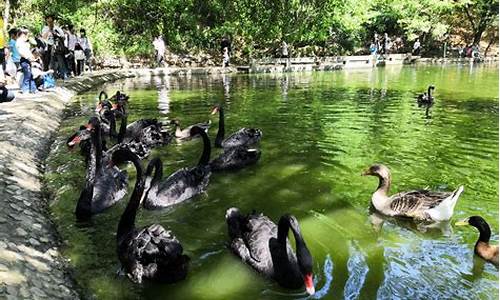 南京红山动物园天气_南京红山动物园天气预报一周7天