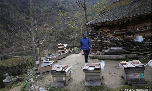 蜜蜂天气热怎么办_蜜蜂天气热了怎么