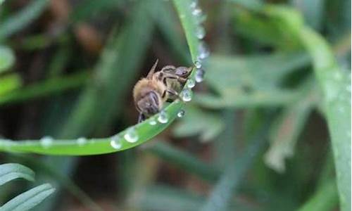 蜜蜂害怕天气热吗_蜜蜂害怕天气热吗