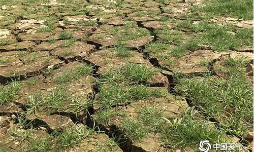 2021干旱田地天气_干旱日数统计