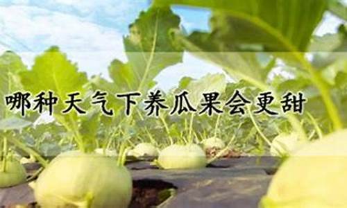 哪个天气养瓜更甜_那种天气下养瓜果